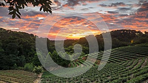 Tea garden sunset in the summer time with nice background view