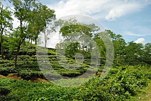 Tea garden at Sylhet, Bangladesh