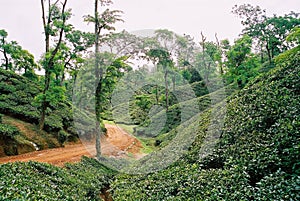 Tea garden at Sylhet, Bangladesh