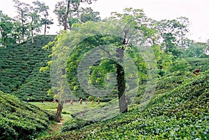 Tea garden at Sylhet, Bangladesh