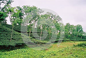 Tea garden at Sylhet, Bangladesh