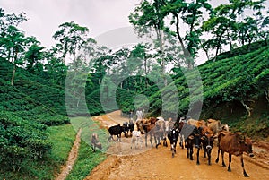 Tea garden at Sylhet, Bangladesh