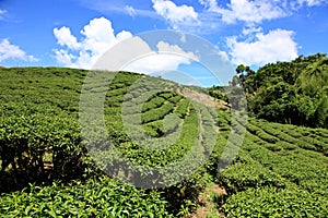 Tea garden,Taiwan