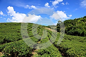 Tea garden,Taiwan