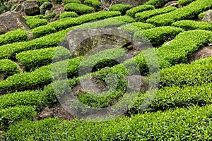 tea garden. Tea garden under the spring sunshine. A corner of the tea garden.