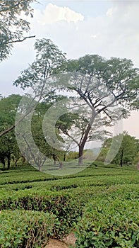 Tea Garden View of Dharamshala