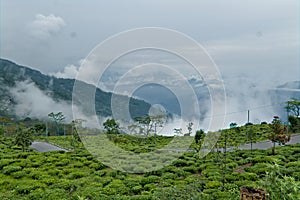 tea garden view in kalimpong town