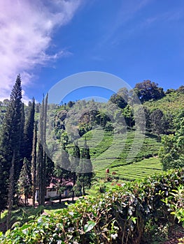 Tea gardens in a area at east java