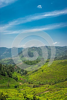 Tea gardens in the foothills of western ghat