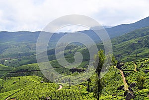 Tea Gardens, Green Hills, and Blue Sky - Lush Green Natural Landscape in Munnar, Idukki, Kerala, India