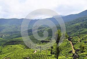 Tea Gardens, Green Hills, and Blue Sky - Lush Green Natural Landscape in Munnar, Idukki, Kerala, India photo