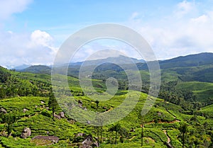 Tea Gardens, Green Hills, and Blue Sky - Natural Landscape in Munnar, Idukki, Kerala, India