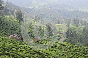 Tea gardens in India