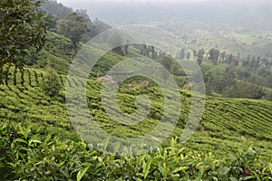 Tea gardens in India