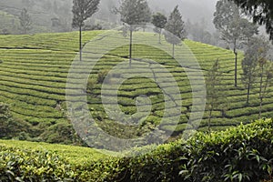 Tea gardens in India