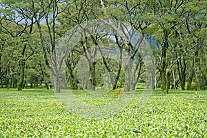 Tea Gardens of kangra , dharamshala India