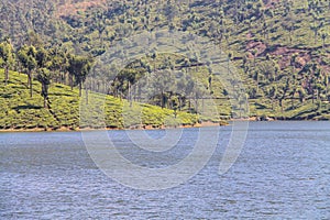 Tea Gardens at Munar