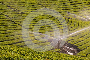 Tea Gardens at Munar