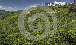 Tea gardens in Munnar, Kerala, India