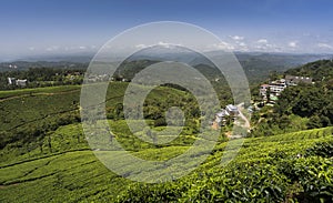 Tea gardens in Munnar, Kerala, India