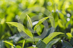 Tea gardens in Munnar, Kerala, India