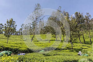 Tea gardens in Munnar, Kerala, India