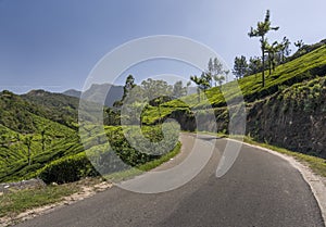 Tea gardens in Munnar, Kerala, India