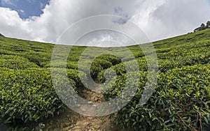 Tea gardens in Munnar, Kerala, India