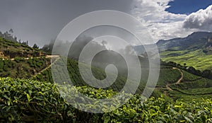 Tea gardens in Munnar, Kerala, India