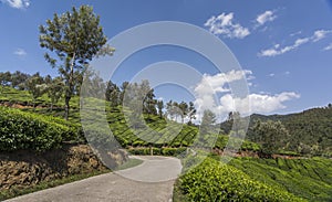 Tea gardens in Munnar, Kerala, India