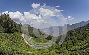 Tea gardens in Munnar, Kerala, India