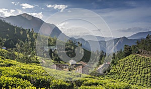 Tea gardens in Munnar, Kerala, India