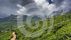 Tea gardens in Munnar, Kerala, India