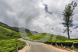 Tea gardens in Munnar, Kerala, India