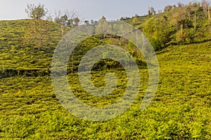 Tea gardens near Lahijan, Gilan province, Ir photo