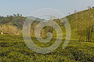 Tea gardens near Lahijan, Gilan province, Ir photo