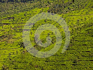 Tea Gardens at ooty hills