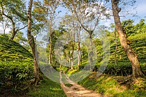 In the Tea gerden of Srimangal - Bangladesh
