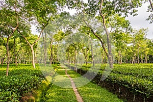 In the Tea gerden of Srimangal - Bangladesh