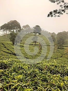 A tea green exotica photo