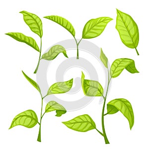 tea green leaf set cartoon vector illustration