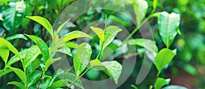 Tea growing on tea plantations in Sri Lanka. Selective focus