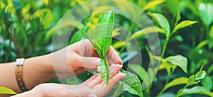Tea growing on tea plantations in Sri Lanka. Selective focus