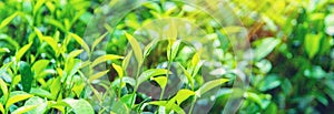 Tea growing on tea plantations in Sri Lanka. Selective focus