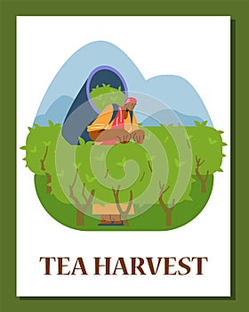 Tea harvest, card with man on the plantation, flat vector illustration