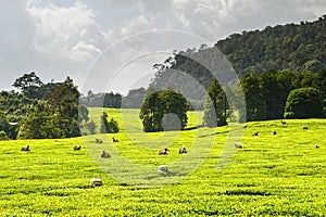 Tea harvest with hand picking labourers in Meru, Kenya photo