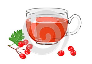 Tea with Hawthorn berry  in glass. Branch with red berries and green leaves