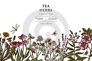 Tea herbs hand drawn illustration design. Background with retro chamomile, cinnamon rose, etc.