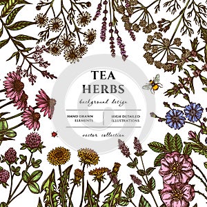 Tea herbs hand drawn illustration design. Background with retro chamomile, mint, chicory, etc.