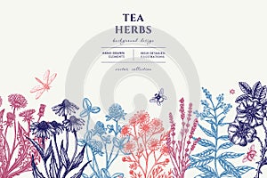 Tea herbs hand drawn illustration design. Background with vintage chamomile, cinnamon rose, etc.